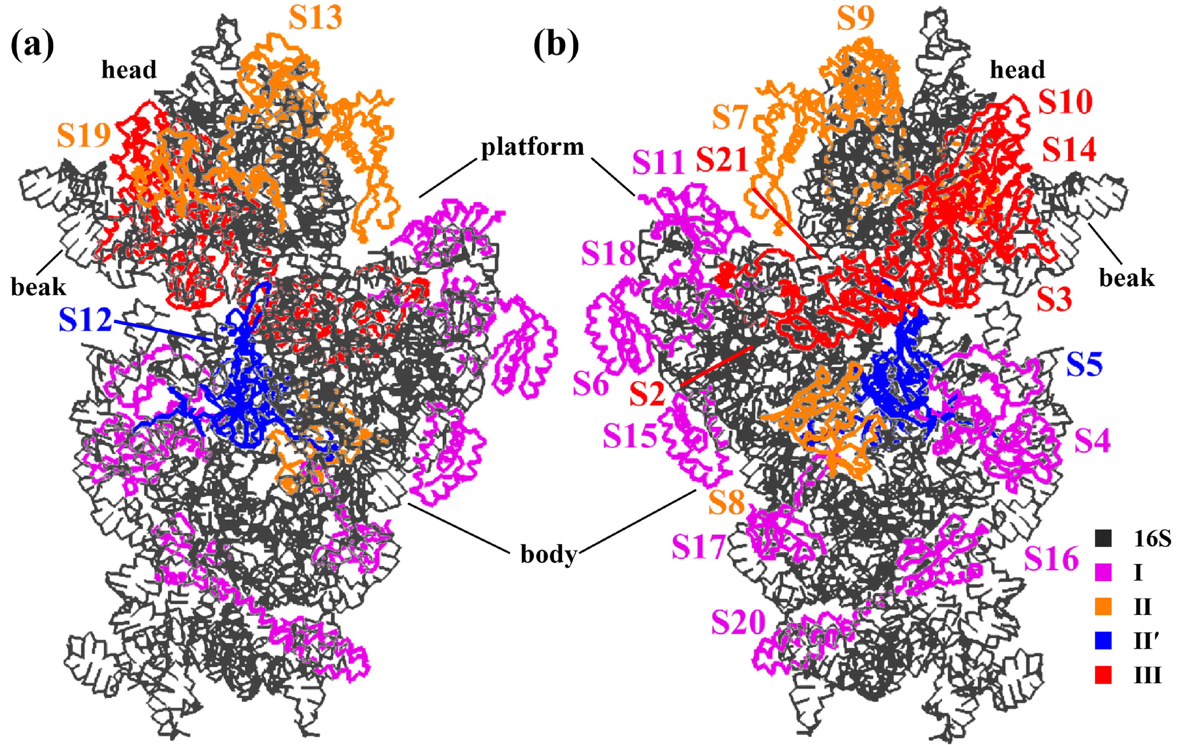 Dynamics in the assembly of the 30S ribosomal subunit investigated by ...