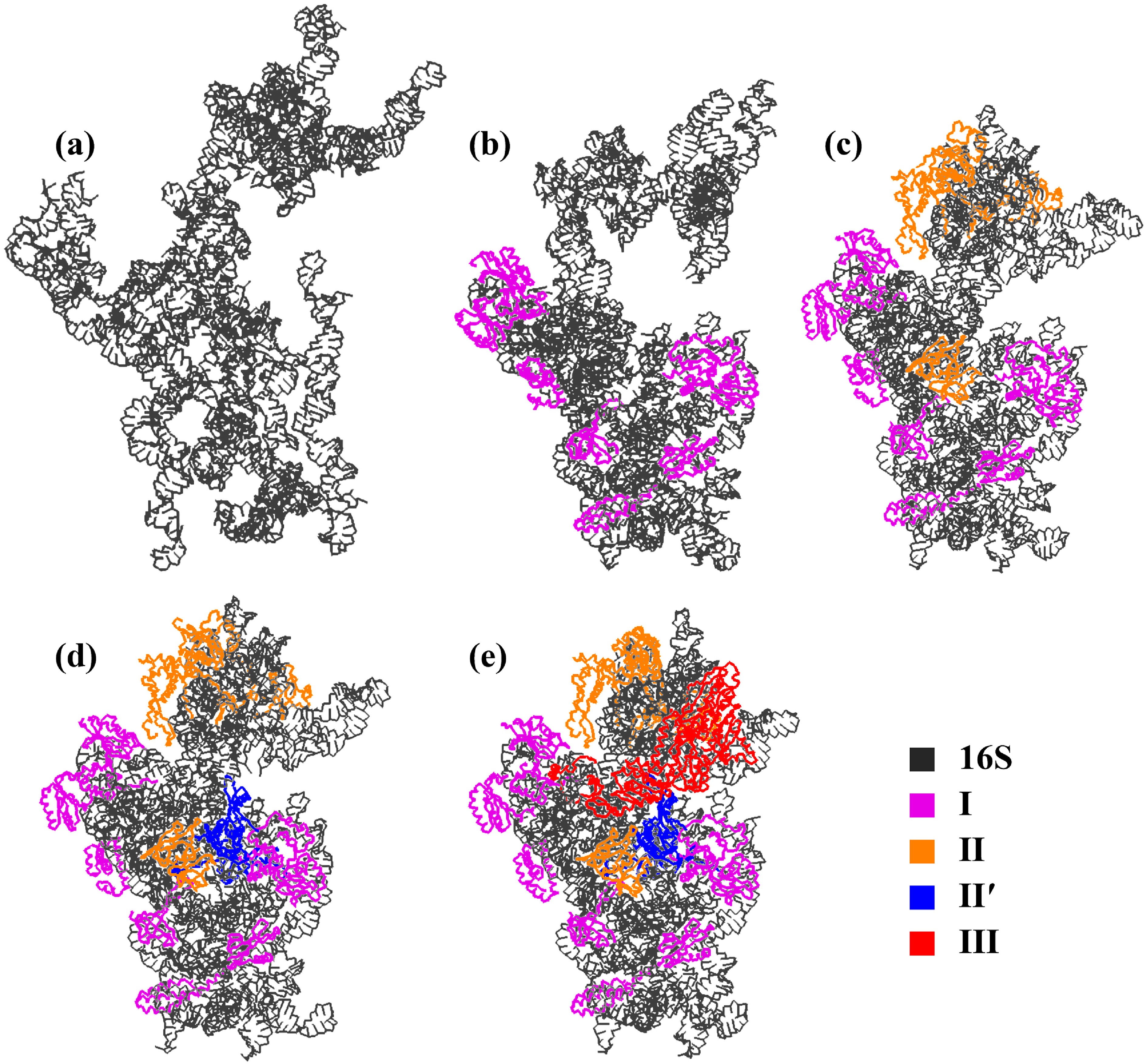 Dynamics in the assembly of the 30S ribosomal subunit investigated by ...