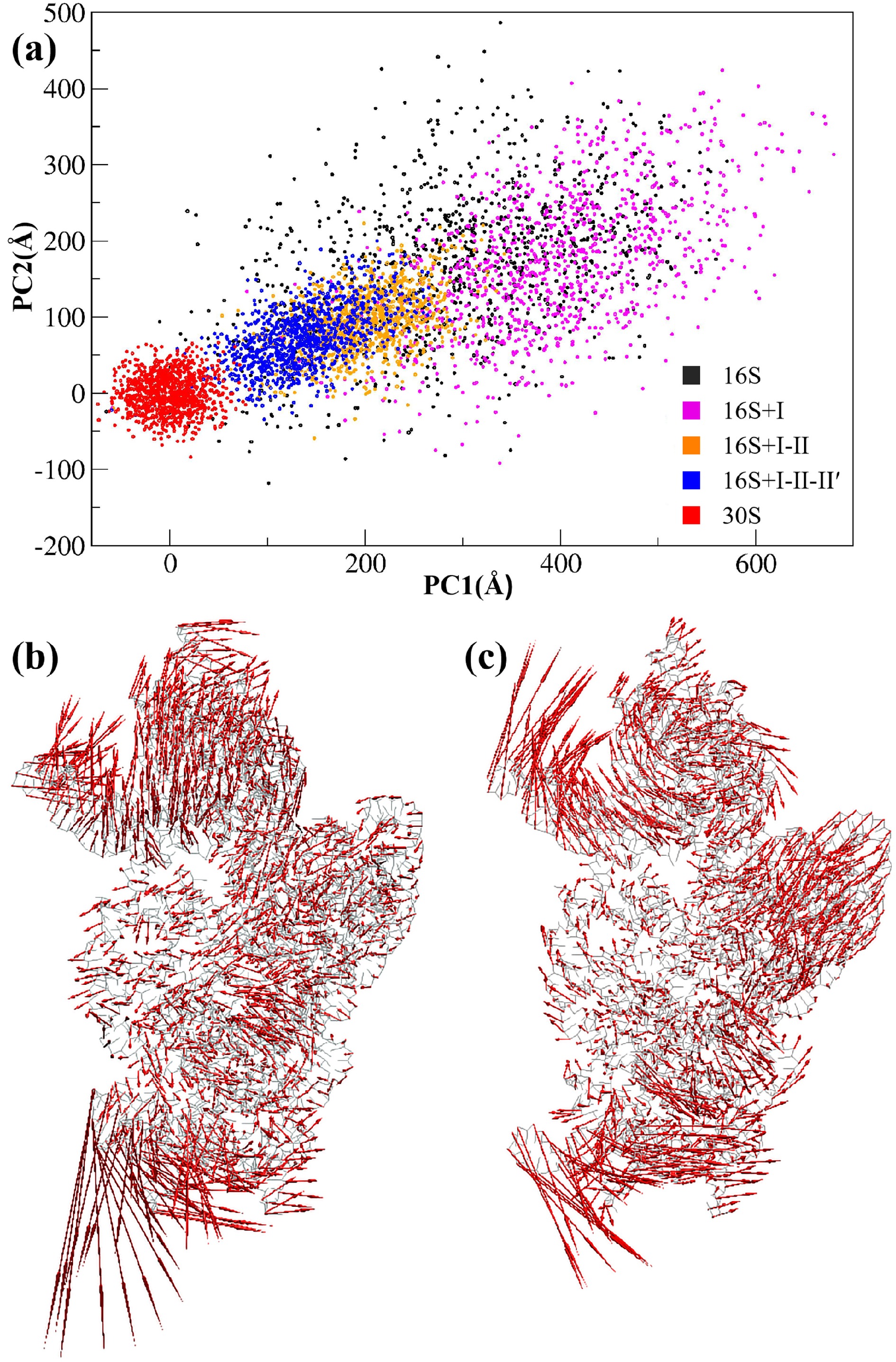 Dynamics in the assembly of the 30S ribosomal subunit investigated by ...