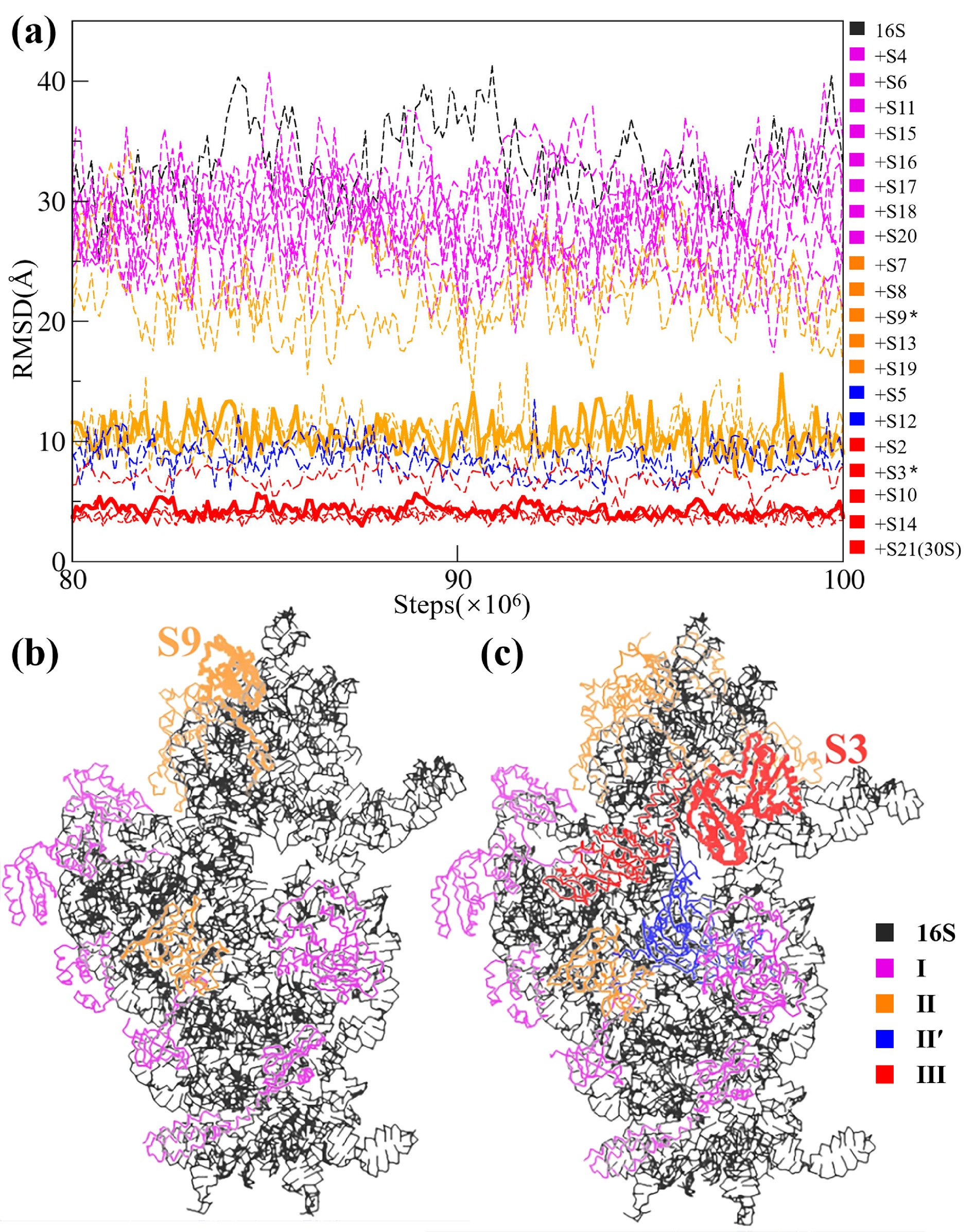 Dynamics in the assembly of the 30S ribosomal subunit investigated by ...