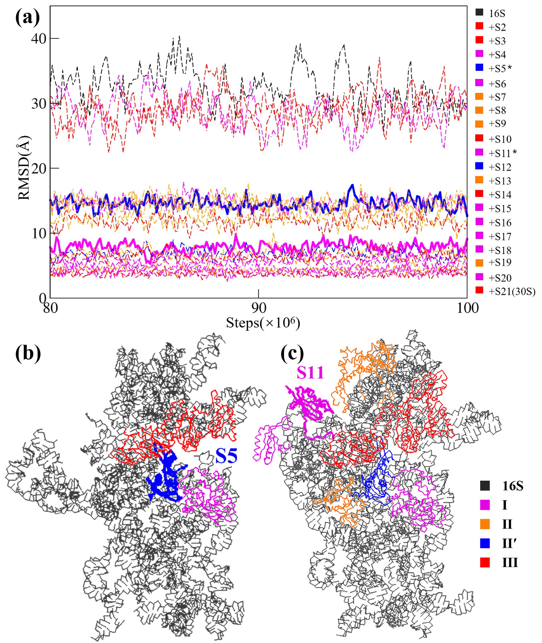 Dynamics in the assembly of the 30S ribosomal subunit investigated by ...